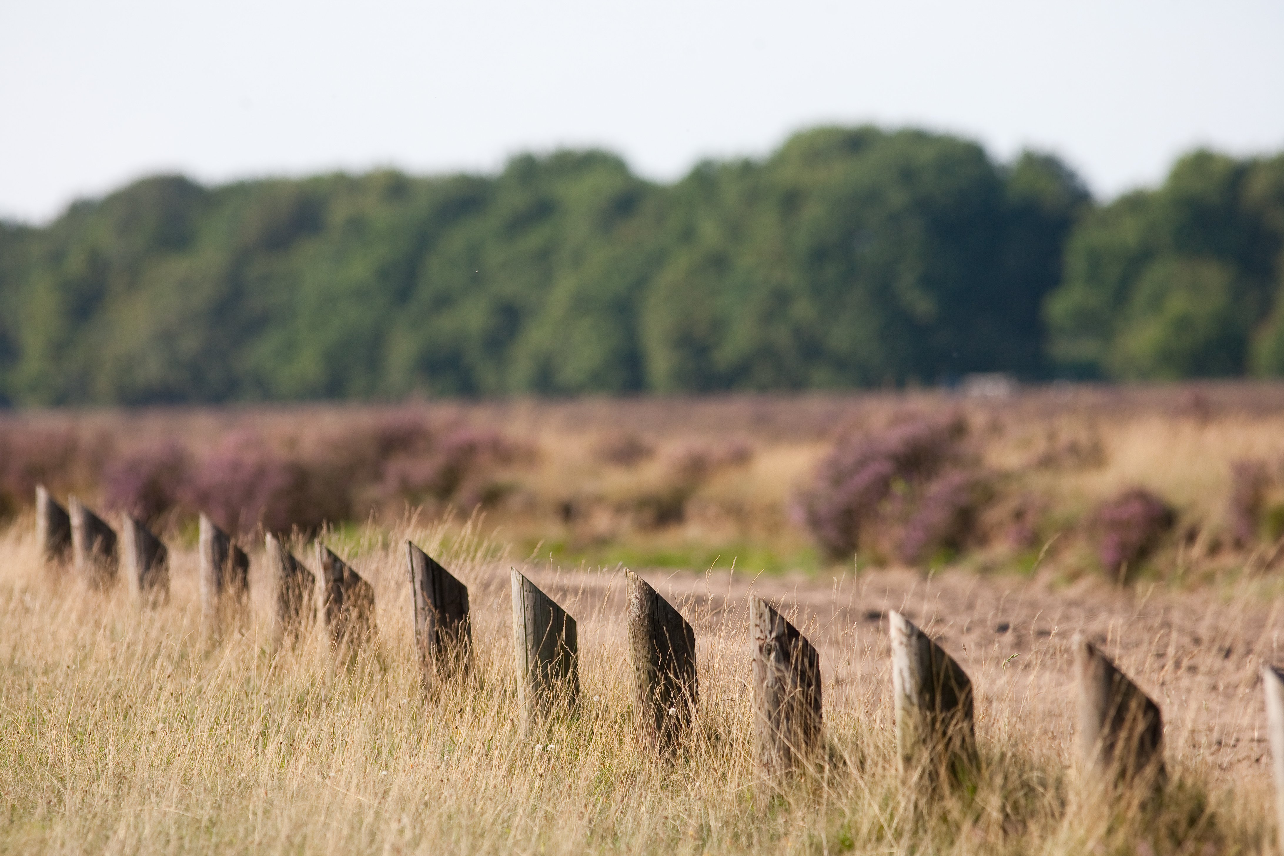 Veluwe - Heath - 3