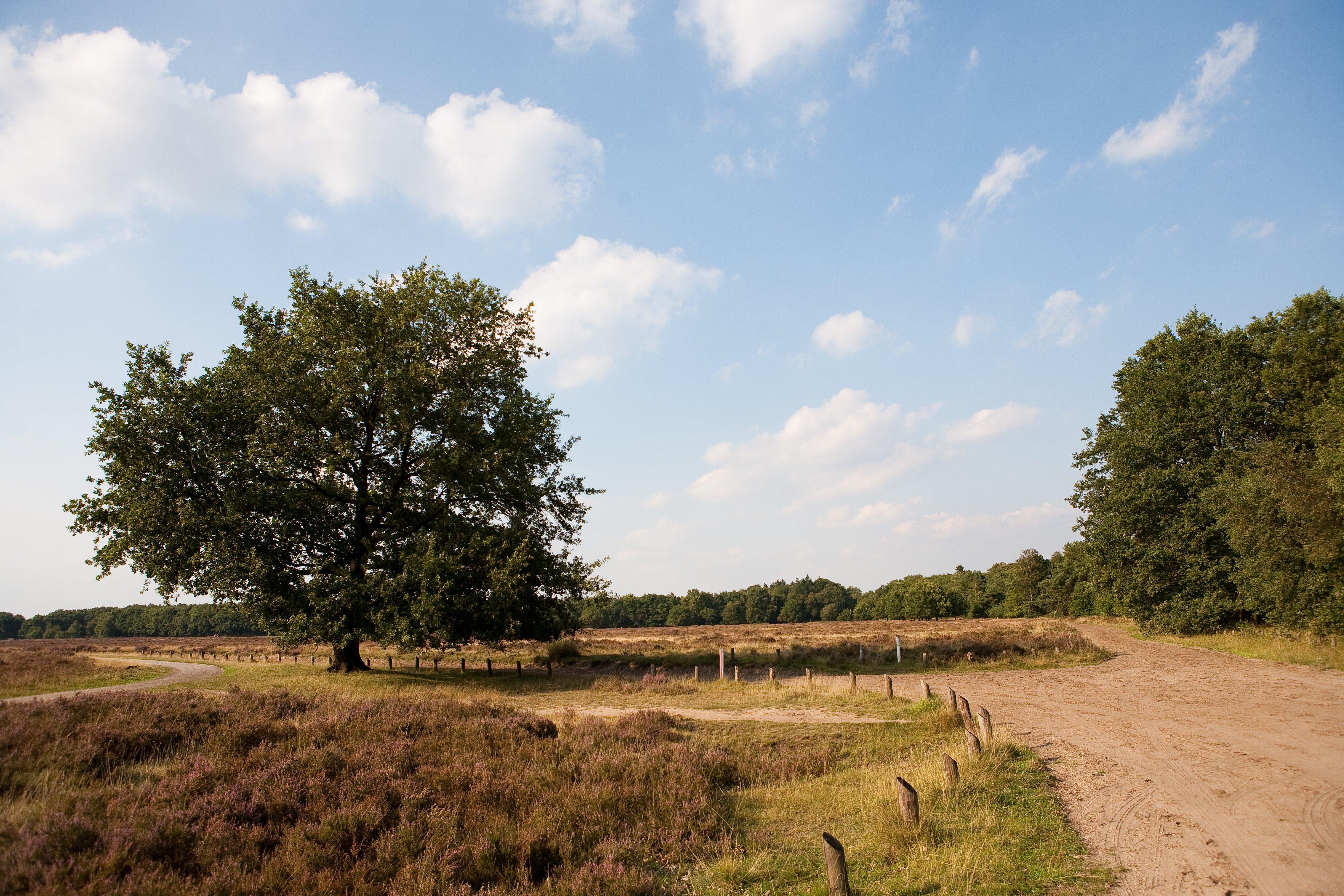 Veluwe - Heath - 4